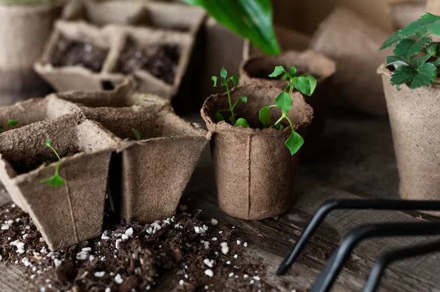 close-up-plants-seedling_23-2148918542